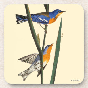 Dessous-de-verre Audubon : Fauvette
