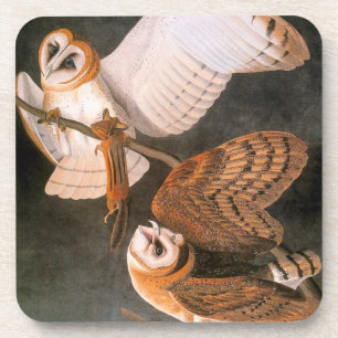 Dessous-de-verre Audubon : Hibou de grange
