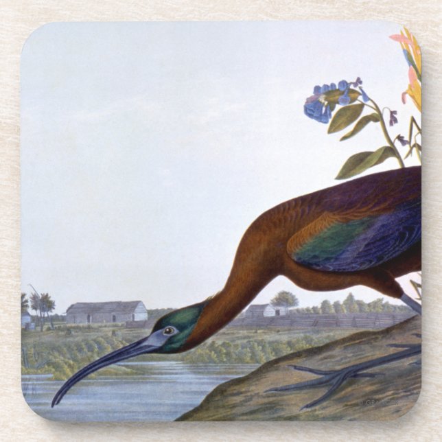 Dessous-de-verre Audubon : IBIS brillant (Devant)