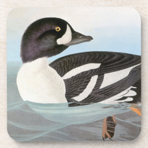 Dessous-de-verre Audubon : Le Goldeneye de la brouette