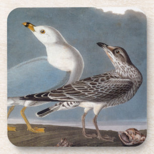 Dessous-de-verre Audubon : Mouette Anneau-Affichée