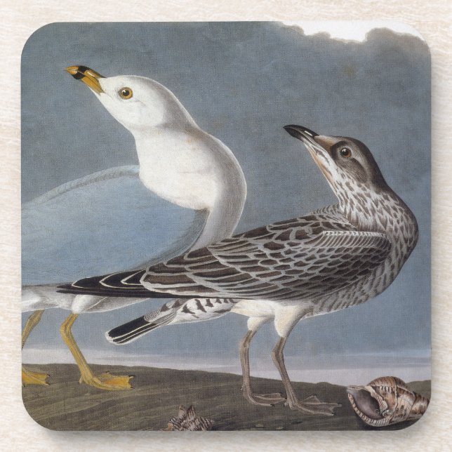 Dessous-de-verre Audubon : Mouette Anneau-Affichée (Devant)