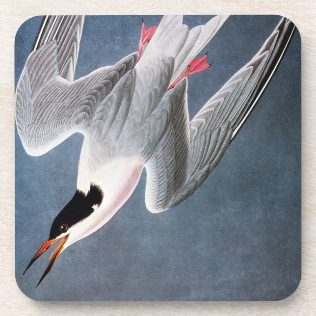 Dessous-de-verre Audubon : Sterne rose (Devant)