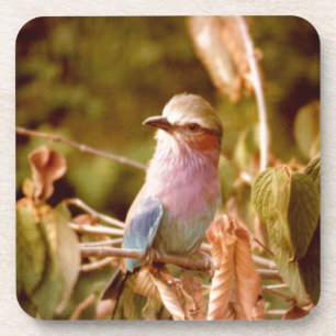 Dessous-de-verre Aviaire