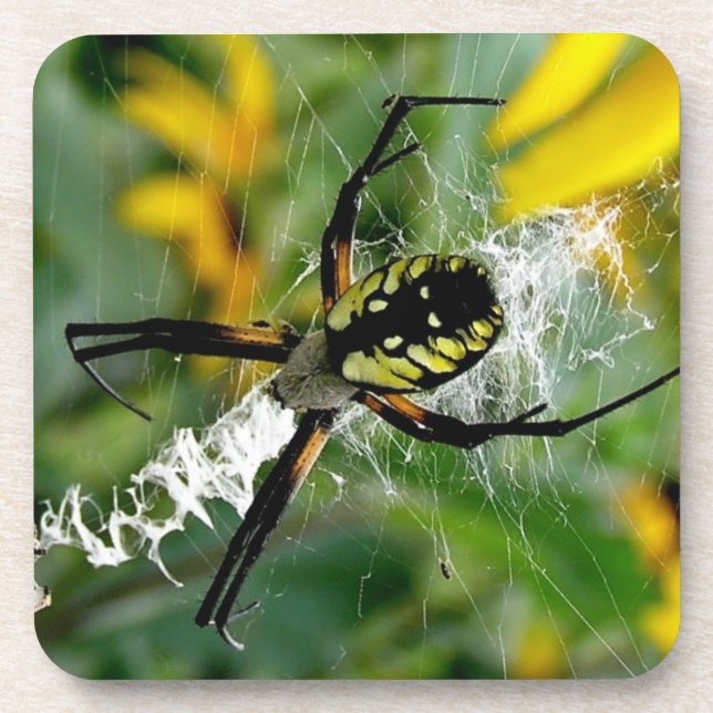 Dessous-de-verre Awesome Photo Orb Spider dans le Web (Devant)