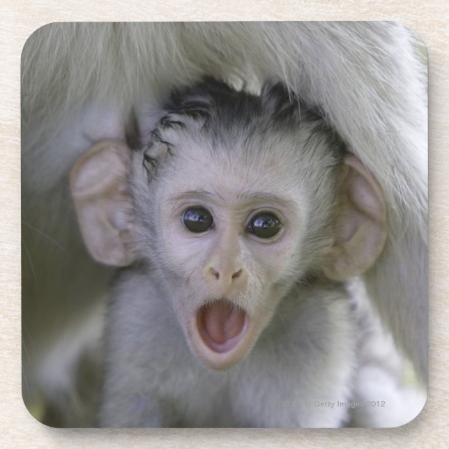 Dessous-de-verre Babouin de bébé sous sa mère (Devant)