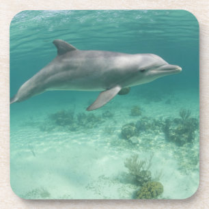 Dessous-de-verre Bahamas, île de Grand Bahama, Freeport, Captive 6