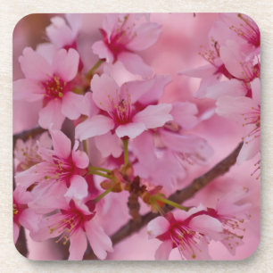 Dessous-de-verre Baigné dans les fleurs de cerisier japonaises rose