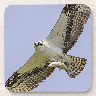 Dessous-de-verre Balbuzard pêcheur avec poisson