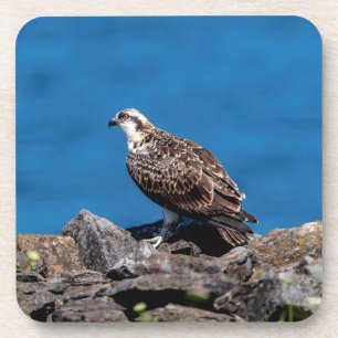 Dessous-de-verre Balbuzard pêcheur sur les rochers