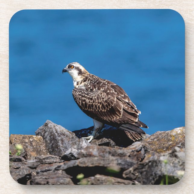 Dessous-de-verre Balbuzard pêcheur sur les rochers (Devant)