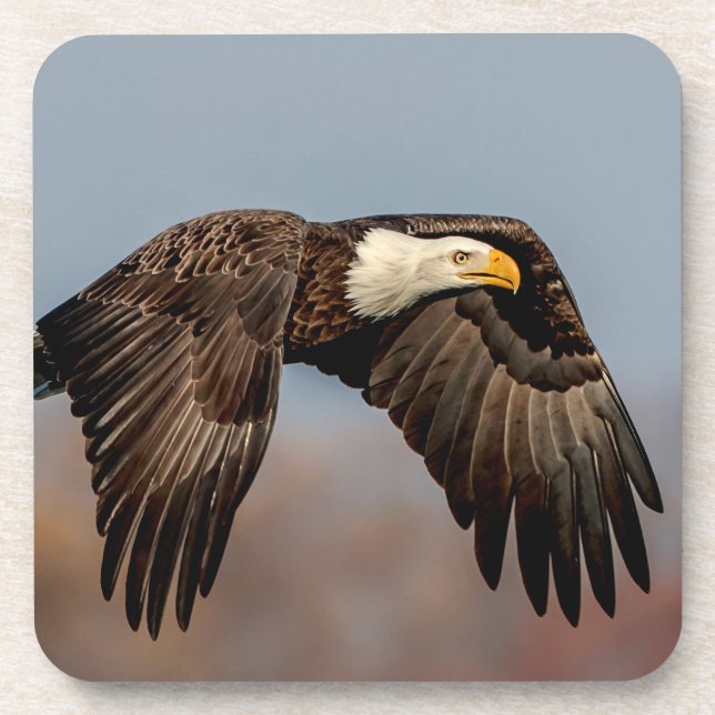 Dessous-de-verre Bald Eagle en vol (Devant)