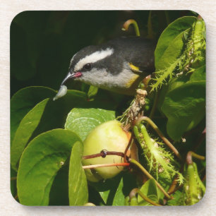 Dessous-de-verre Bananaquit Bird Mange Photographie tropicale