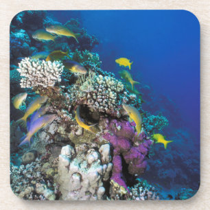 Dessous-de-verre Banc de rougets autour d'un petit corail