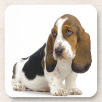 Basset Hound