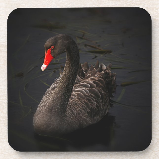 Dessous-de-verre Beau cygne noir avec un bec rouge vif (Devant)
