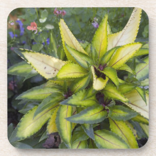 Dessous-de-verre Beau grand feuille vert clair
