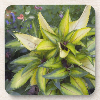 Dessous-de-verre Beau grand feuille vert clair