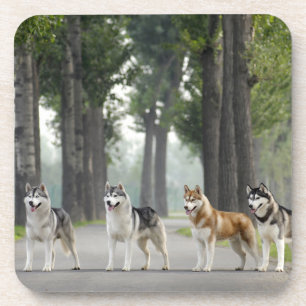 Dessous-de-verre Beautiful Husky Dogs on Nature Trail