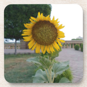 Dessous-de-verre Beautiful Stunning Sunflower