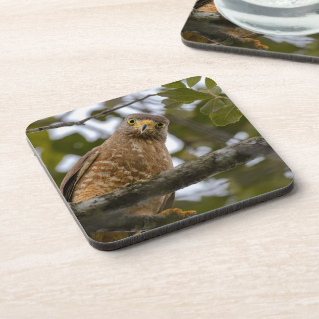 Dessous-de-verre Belizean Road Watch : Hawk Print (Côté gauche)