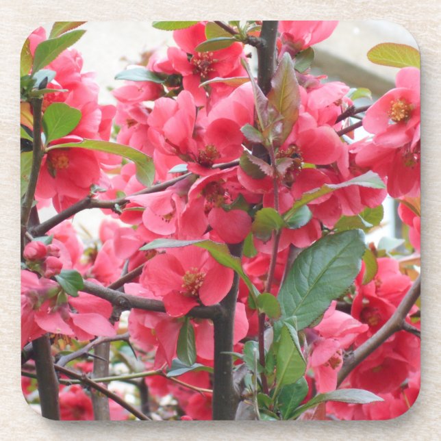Dessous-de-verre Belle coince rouge japonaise (Devant)