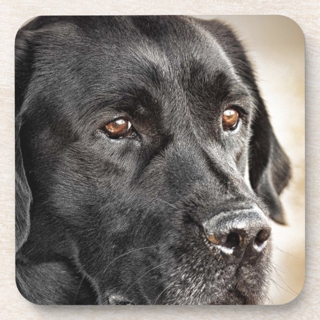 Dessous-de-verre Belle conception noire de chien de labrador (Devant)