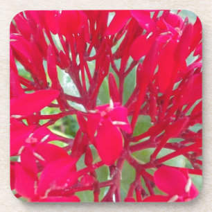 Dessous-de-verre Belle fleur de sang Milkweed Art Imprimer/Graphiqu