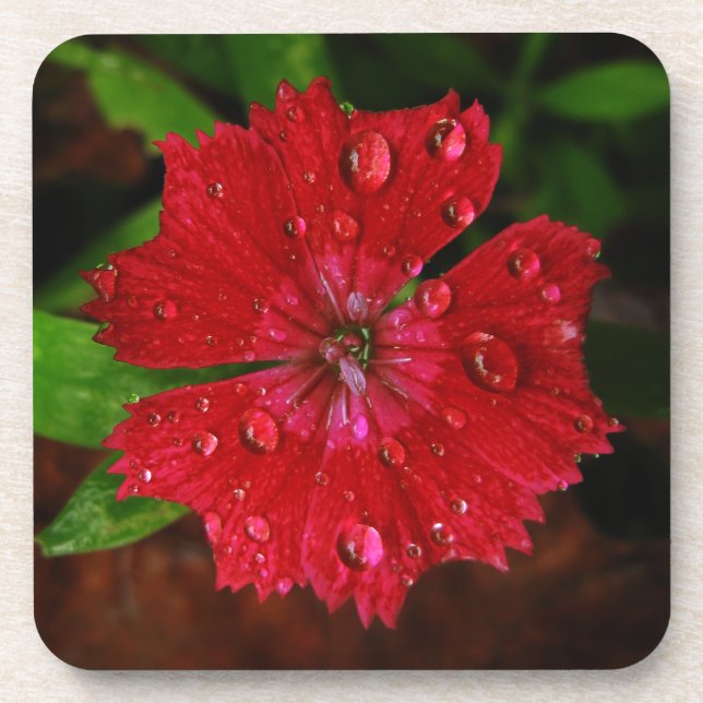 Dessous-de-verre Belle Fleur Rouge Avec Raindrops Photo (Devant)