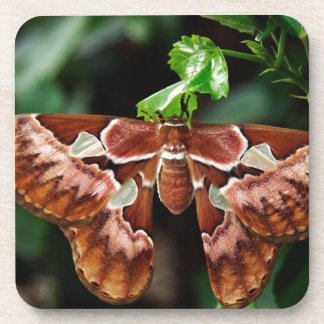 Dessous-de-verre Belle Moth Atlas