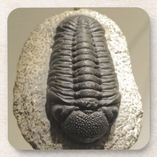 Dessous-de-verre Belle Phacops trilobite photo fossile