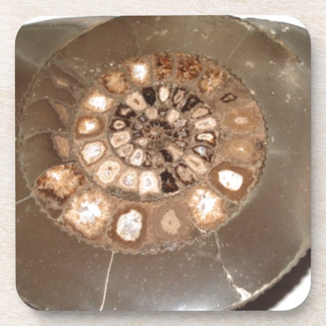 Dessous-de-verre Belle section Dactylioceras ammnite fossile (Devant)