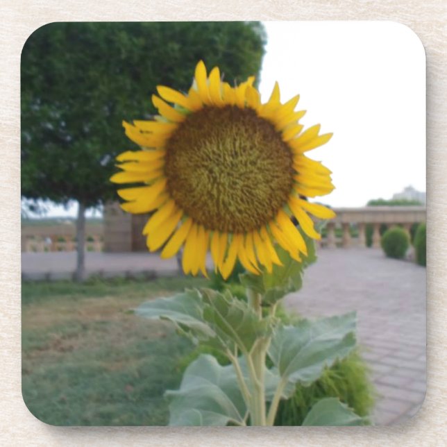 Dessous-de-verre Belle Tournesol Superbe (Devant)