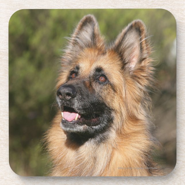 Dessous-de-verre Berger allemand aux cheveux longs 1 (Devant)