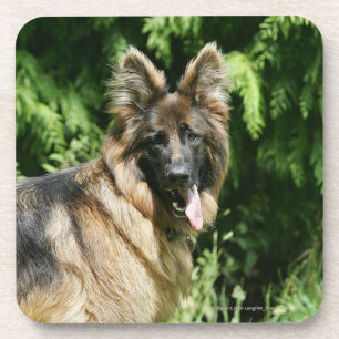 Dessous-de-verre Berger allemand aux cheveux longs Brown 1