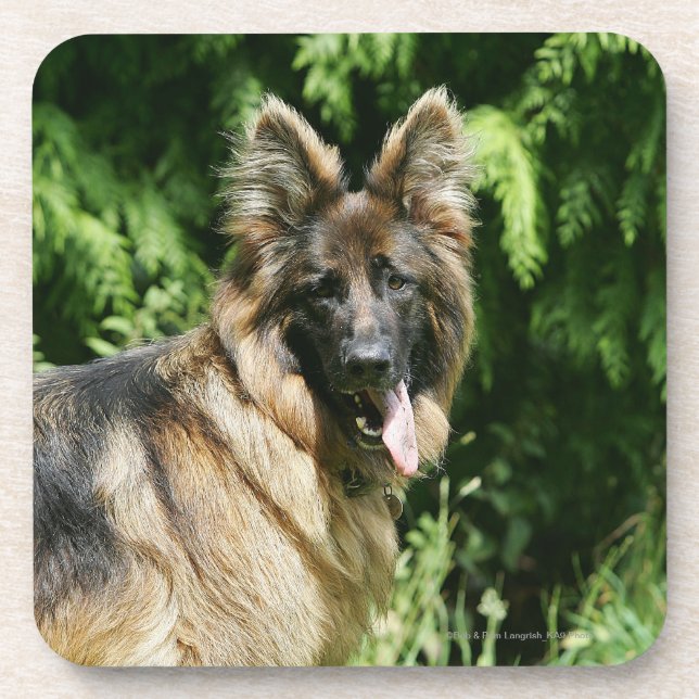Dessous-de-verre Berger allemand aux cheveux longs Brown 1 (Devant)