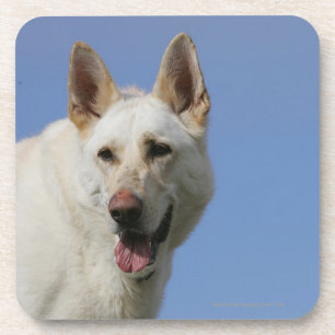 Dessous-de-verre Berger allemand blanc