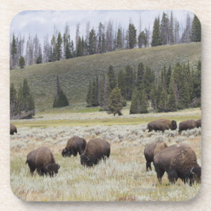 Dessous-de-verre Bison dans la vallée de Hayden de Yellowstone