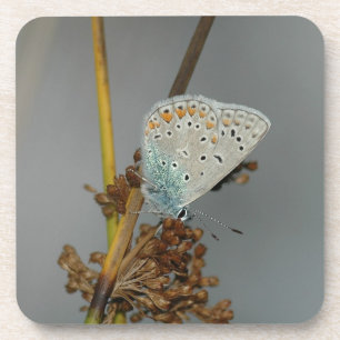 Dessous-de-verre Bleu blanc orange avec points noirs Papillon