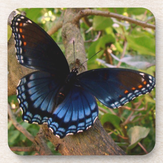 Dessous-de-verre Bleu et noir Swallowtail dans l'Ohio Garden (Devant)