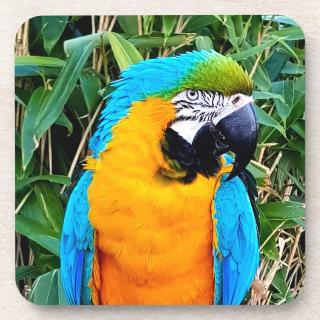 Dessous-de-verre Blue and Yellow Macaw Parrot (Devant)