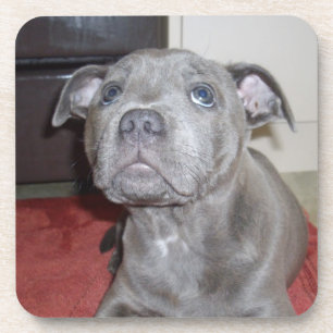 Dessous-de-verre Blue Staffordshire Bull Terrier Puppy