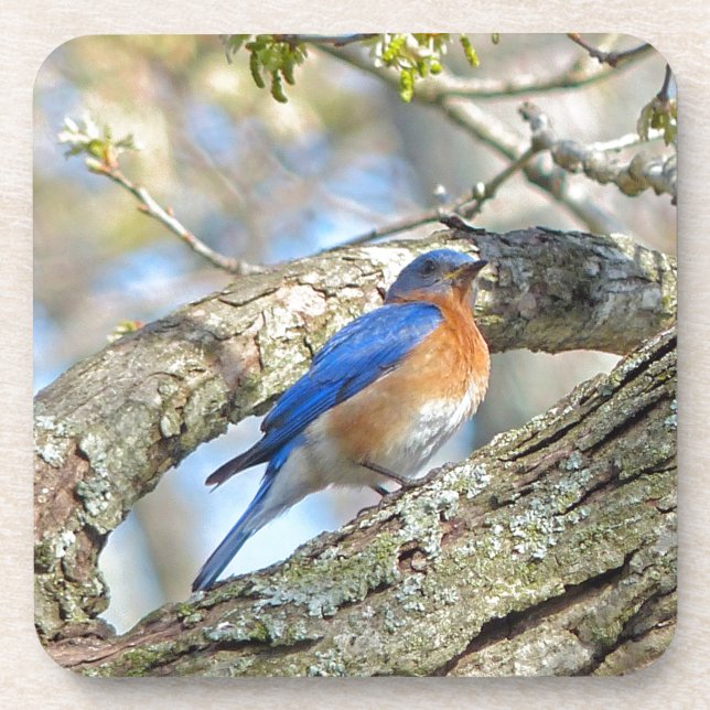 Dessous-de-verre Bluebird (Devant)