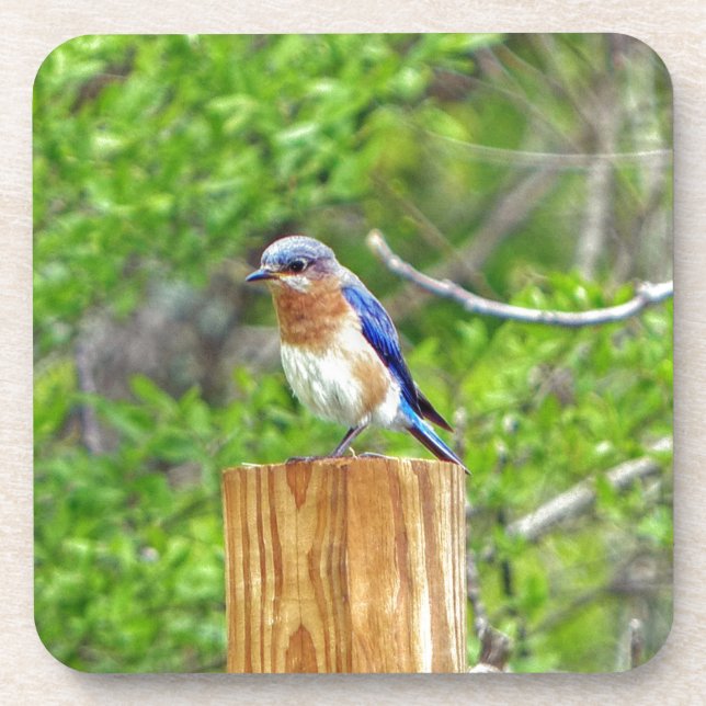 Dessous-de-verre Bluebird sur un poteau de clôture (Devant)