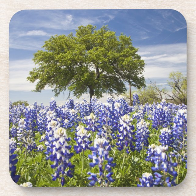 Dessous-de-verre Bluebonnets du Texas (lupinus texensis) et chêne (Devant)