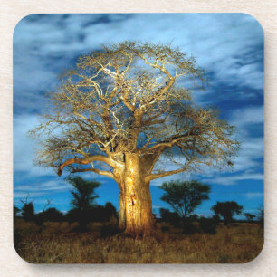Dessous-de-verre Bobab (Adansonia) Arbre Éclairé Par La Lune