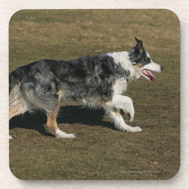 Dessous-de-verre Border collie courant 1 (Devant)