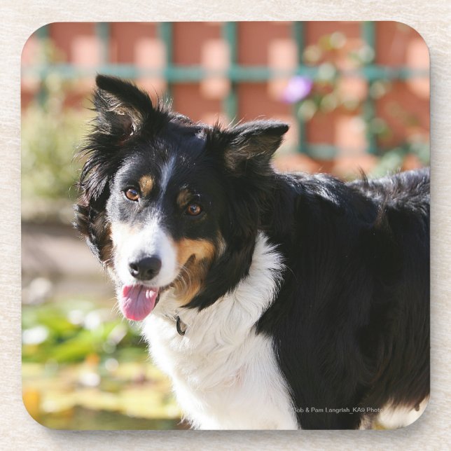 Dessous-de-verre Border collie haletant 1 (Devant)