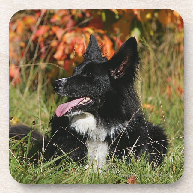 Dessous-de-verre Border collie haletant la fixation (Devant)