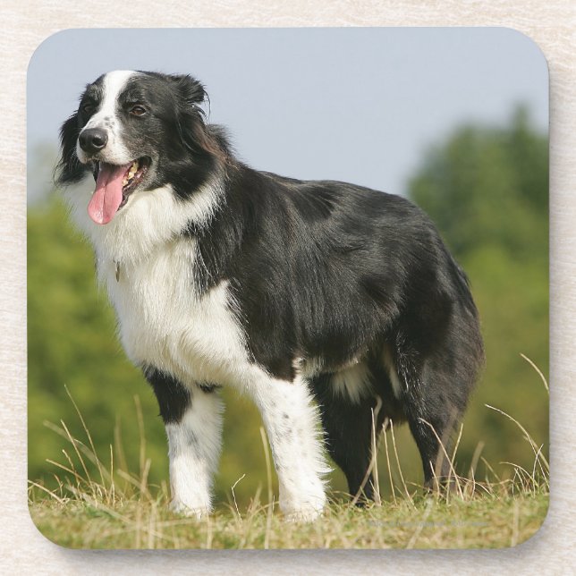 Dessous-de-verre Border collie haletant la position (Devant)